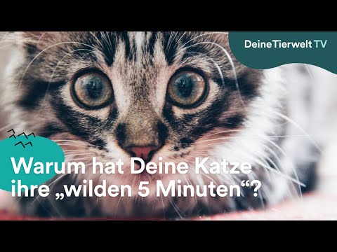 Warum hat Deine Katze ihre „wilden 5 Minuten“?