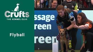Flyball Competition Young Kennel Club Flyball Finals, followed by the Quarter Finals | Crufts 2023