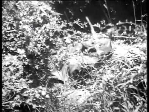 Meister der Täuschung und Tarnung Scharfschützen - Geländeausbildung  um 1944 - Teil 1