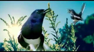 Download lagu TERAPI OCEHAN KACER DI PAGI HARI part 1 mp3 Download lagu TERAPI OCEHAN KACER DI PAGI HARI part 1 mp3