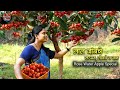 Rose Apple Recipes | लाल जांब लोणचे,सरबत,जाम | Summer Fruit | Village Cooking | Re