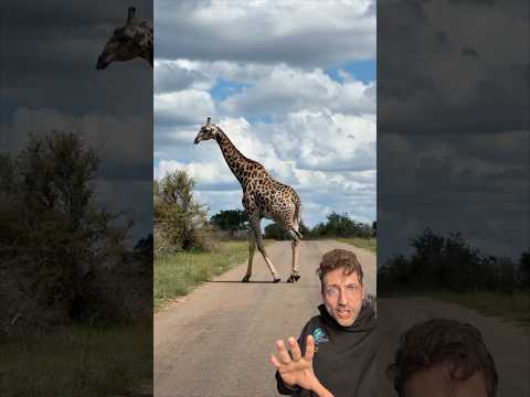 The Giraffe is POWERFUL