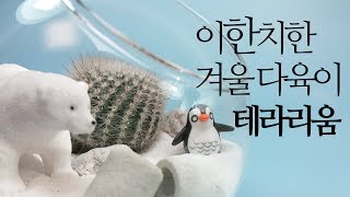 겨울 다육이 테라리움. Terrarium. succulents/多肉植物/たにくしょくぶつ 228화 #해맑은TV