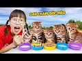 Hà Sam Một Ngày Chăm Sóc Đàn Mèo Con Dễ Thương Lạc Mẹ