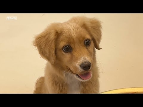 걸어들어온 강아지