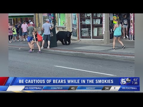 Gatlinburg Police urge caution as bear sightings in city increase