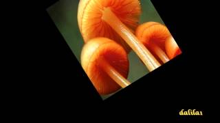 Count Basie .-Back to the Land