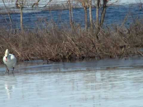 Swans in Sudbury River in Lincoln, MA