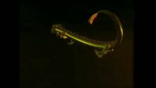 Download lagu Wayang Tinggi Produksi Sdn. Bhd. & Sendi Mutiara Entertainment Sdn. Bhd. Logo with Warning mp3 Download lagu Wayang Tinggi Produksi Sdn. Bhd. & Sendi Mutiara Entertainment Sdn. Bhd. Logo with Warning mp3