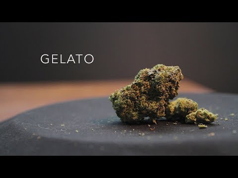 Gelato Ice Cream Strain Allbud