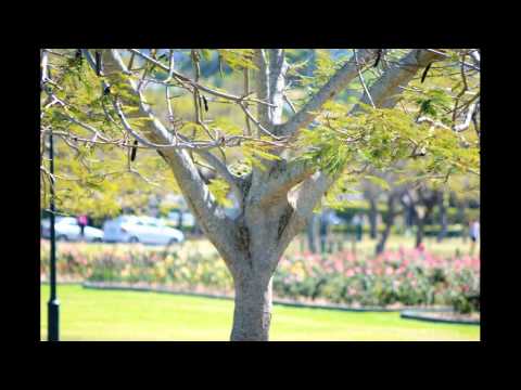 ARCHIELUXURY UNEMPLOYED - Archie seeks Professional Help