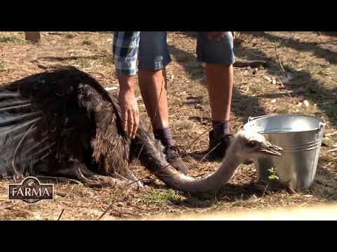 FARMA - Ďalší veľký problém na Farme: Hospodár v nemom úžase!