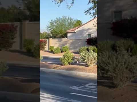 Coyote jumps over 6 Foot Wall in a Single Bound.