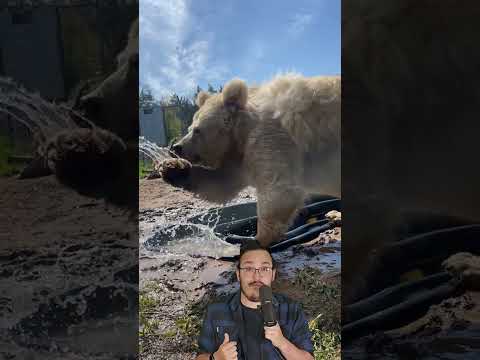 L'hivernation des ours (c'est ta tête au réveil)