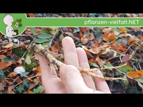 Kurz-Wissen: Wurzel(n) der Ährigen Teufelskralle - Essbares aus Wald & Wiese im Herbst/Winter