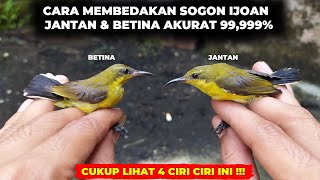Download lagu HOW TO DIFFERENTIATE MALE & FEMALE SOGON IJOAN 99% ACCURATE❗SEE THESE 4 CHARACTERISTICS❗ mp3