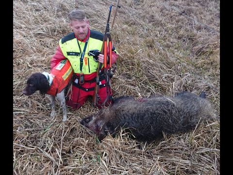 Schwarzwildjagd ,Jagd auf Sauen im Schilf ,Keiler erlegt.