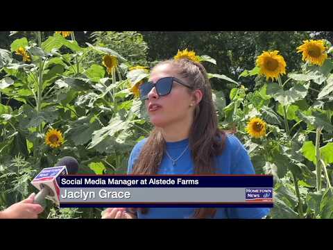 Sunflower Season