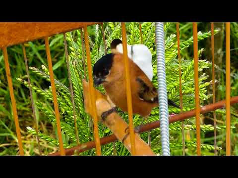 download lagu mp3 mp4 Baixar Canto De Caboclinho, download mp3 Baixar Canto De Caboclinho free downloadn, video klip Baixar Canto De Caboclinho