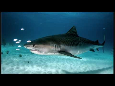 Earthcast SOS - #NoSharkCull Josh Frydenberg