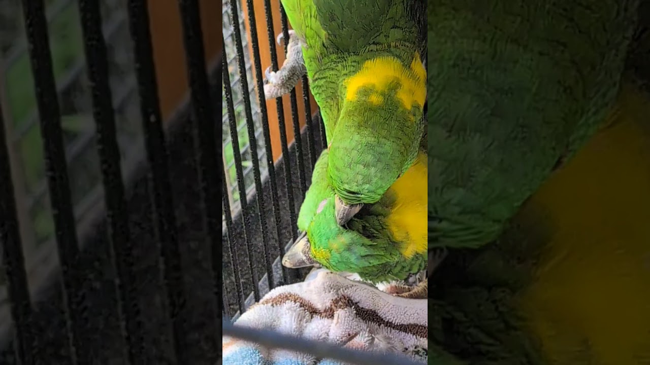 Enlarge Sweet Pea & Pito -2 (Special Needs) YNA’s , a ADOPTABLE Amazon in Vancouver, WA video 2/6