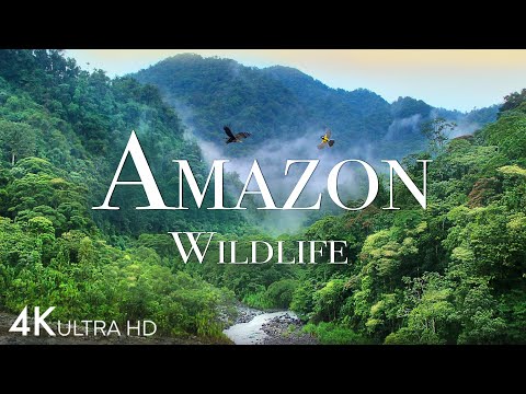 Veja a vida selvagem da Amazônia em impressionante HD