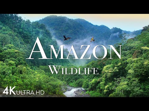 Amazon Wildlife In 4K – Animals That Call The Jungle Home | Amazon Rainforest | Relaxation Film