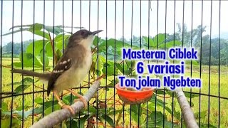 Download lagu Masteran ciblek ngebren 6 variasi tembakan bikin ciblek cepat nyaut Gacor dan ngebren mp3 Download lagu Masteran ciblek ngebren 6 variasi tembakan bikin ciblek cepat nyaut Gacor dan ngebren mp3