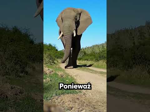 Dlaczego słonie chcą, abyś je mył? 😱