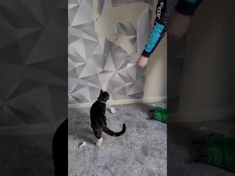 #cat #alphonso #cats #meow #helper #wallpaper