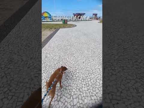 Bob turista: Capão da Canoa -  Rio Grande do Sul 🐕😃 #dog #shorts