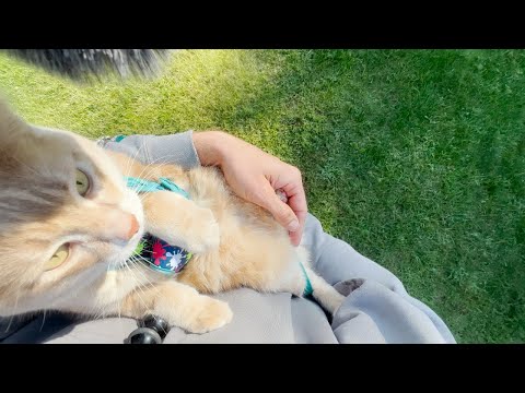 POV carrying my cat like a baby