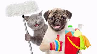 10 Tips To Keep Your House Super Clean With Pets