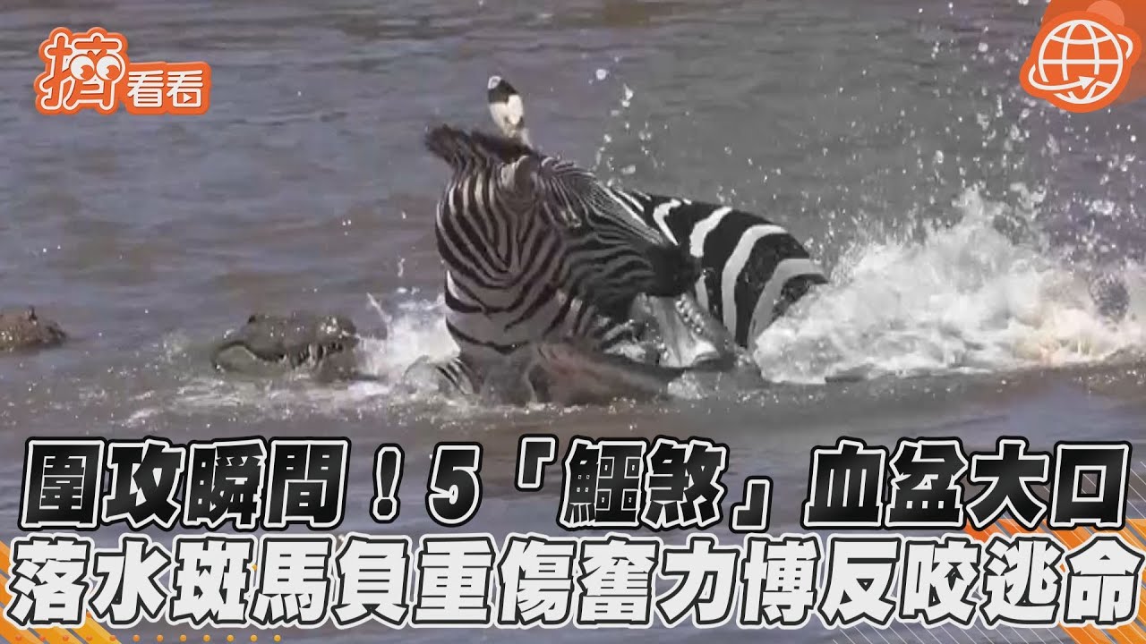 有片/獨鬥5隻鱷魚 落單斑馬奮力反抗逃生