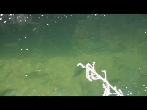 dorados en un acuario natural