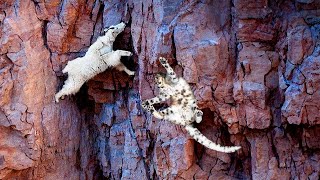 Download lagu NIAT MEMANGSA KAMBING GUNUNG MACAN TUTUL MALAH JATUH DARI TEBING, 10 Momen GILA Hewan Terekam Kamera mp3