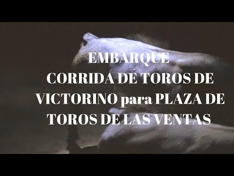 EMBARQUE CORRIDA DE TOROS de VICTORINO MARTIN para PLAZA DE TOROS DE LAS VENTAS DE MADRID
