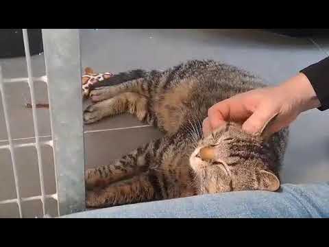 Urmi aime les grattouilles, Aidofélins Maisons-Laffitte (78)