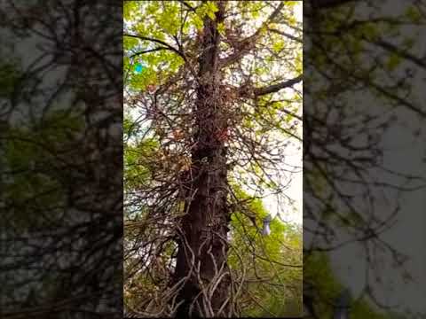 🙏🌸shiva lingam flowers and tree🌳
