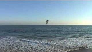 The Elected - A Response To Greed.