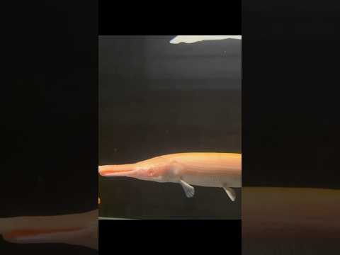 Pria Ini Membeli Ikan Aligator Gar Untuk Dipelihara, Namun 😱 #shorts #ikan #animals