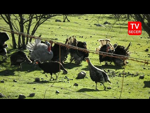 Pavos en Caone (Hualañé), Región del Maule [15-08-2017]