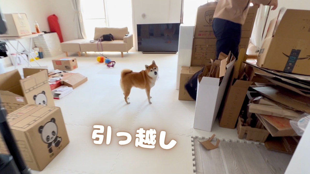 【柴犬×夫婦】引っ越し当日！汚部屋すぎる新居ルームツアー