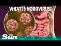 What Is Norovirus And How Long Does Sickness Bug Last
