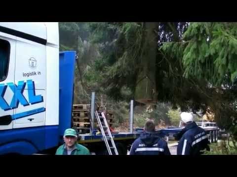 XXL-Fichte aus dem Solling für Wolfsburg
