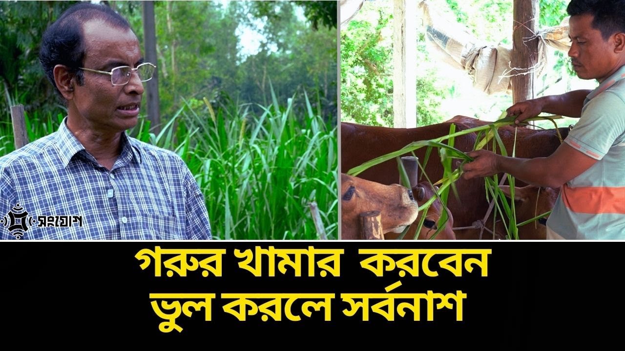 যে ভুল করলে গরুর খামারের সর্বনাশ