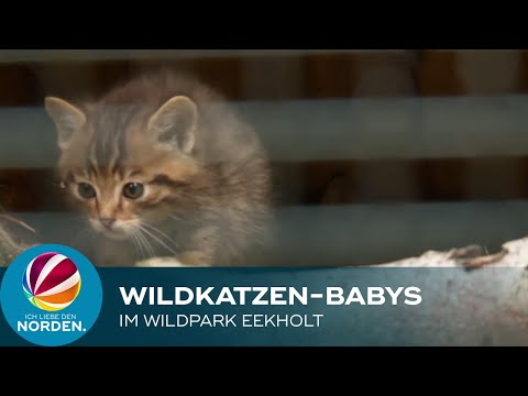 Wildkatzen-Babys entzücken Besucher im Wildpark Eekholt