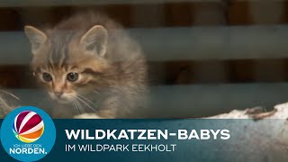 Wildkatzen-Babys entzücken Besucher im Wildpark Eekholt