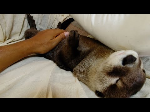 Aty's Daily Life (Summer Ver) [Otter life Day 336]【カワウソアティとにゃん先輩】