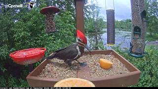 Pileated Woodpecker Samples the Fare on the Cornell Feeders – June 6, 2017